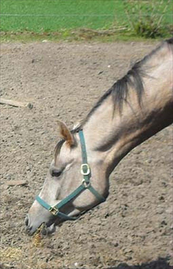 Arabisk fuldblod (OX) Talib Al-Bait 2009 - 2014 Solgt - Talib Al-Bait 2010 billede 10