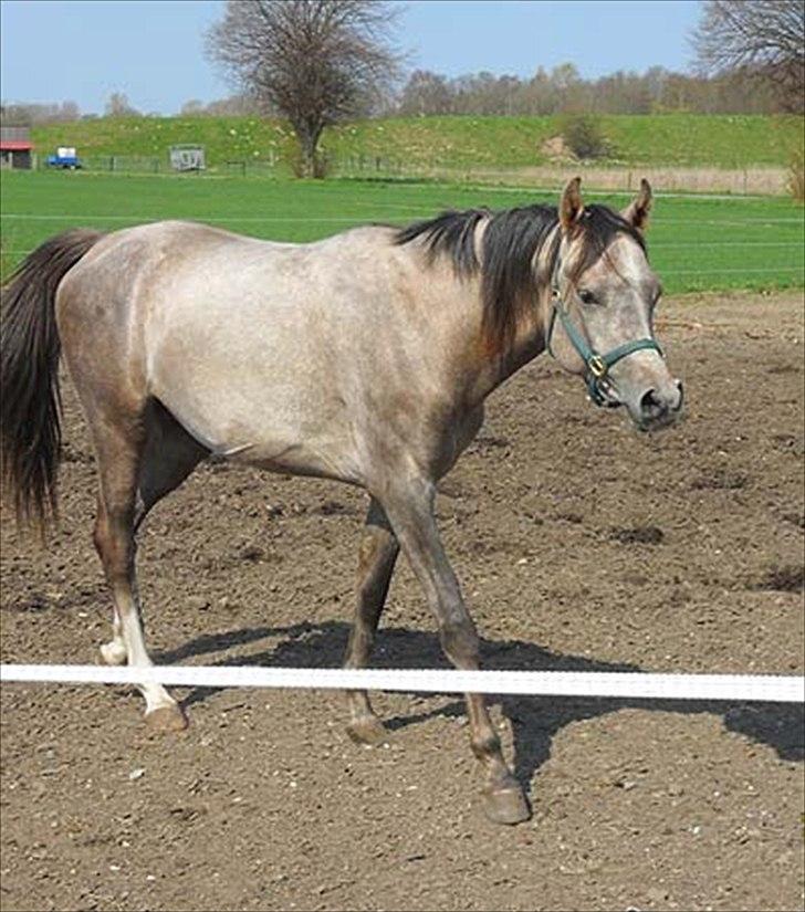 Arabisk fuldblod (OX) Talib Al-Bait 2009 - 2014 Solgt - Talib Al-Bait 2010 billede 11