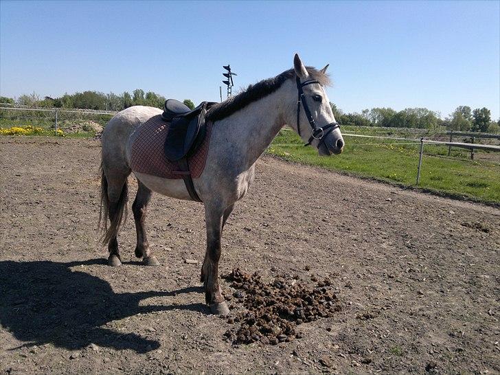 Anden særlig race Hugsy - 8. maj 2011. Hugsy har sadel og trense på for første gang hjemme hos mig. og sprang omkring en meter :) billede 9