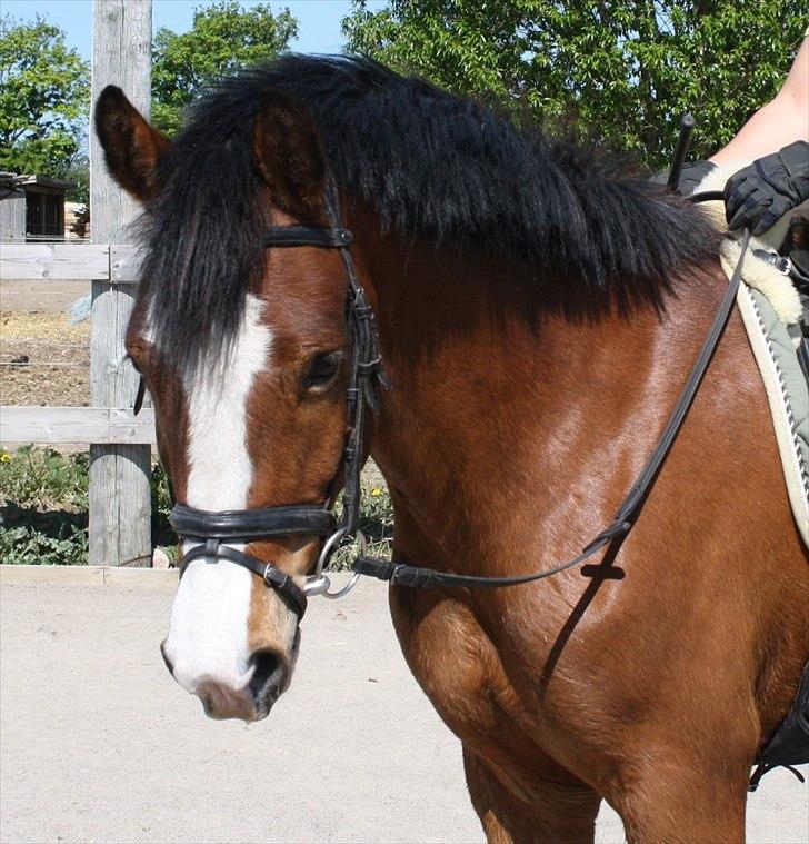 New Forest Feldholm's Ronaldo SOLGT billede 1