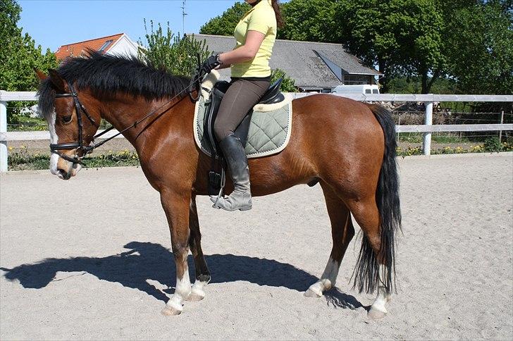 New Forest Feldholm's Ronaldo SOLGT billede 2