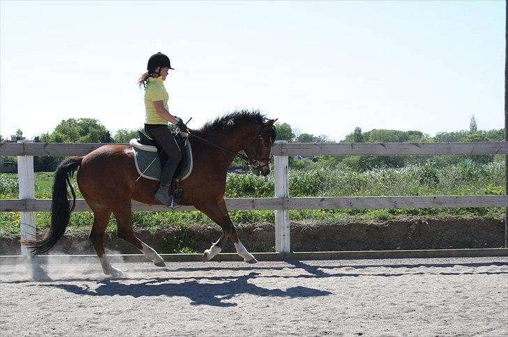 New Forest Feldholm's Ronaldo SOLGT billede 3