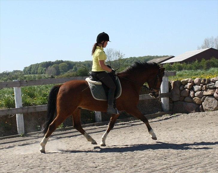 New Forest Feldholm's Ronaldo SOLGT billede 4