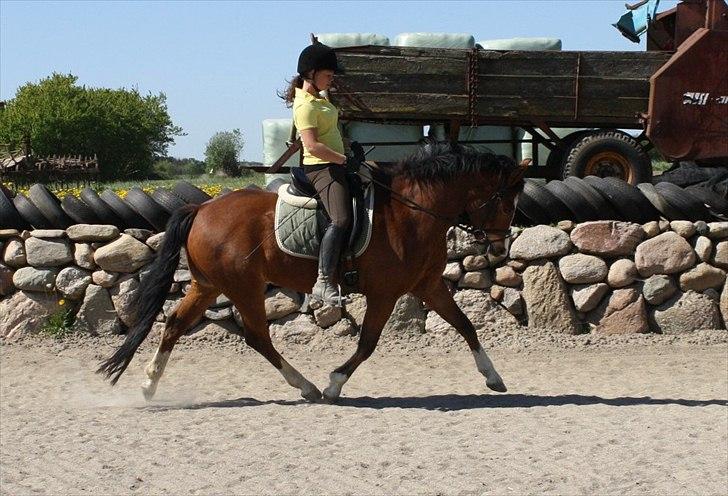 New Forest Feldholm's Ronaldo SOLGT billede 5