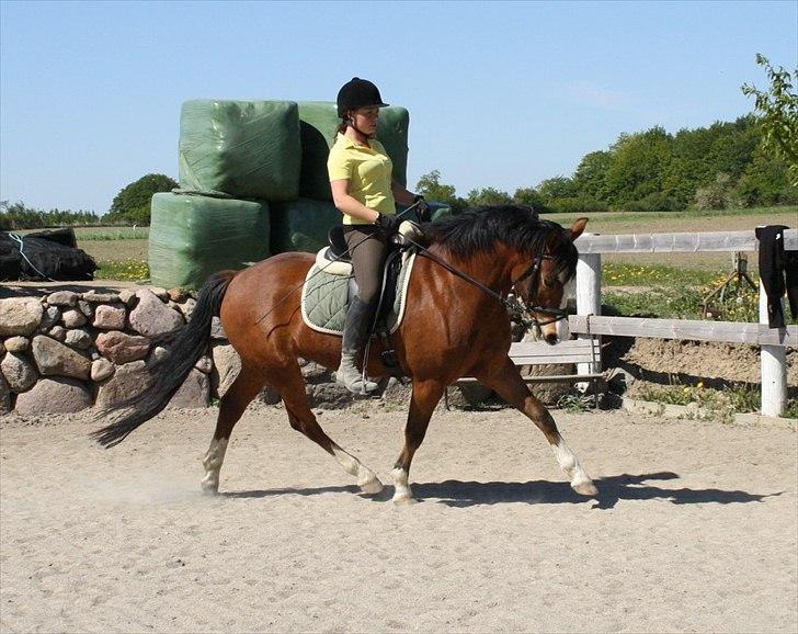 New Forest Feldholm's Ronaldo SOLGT billede 6