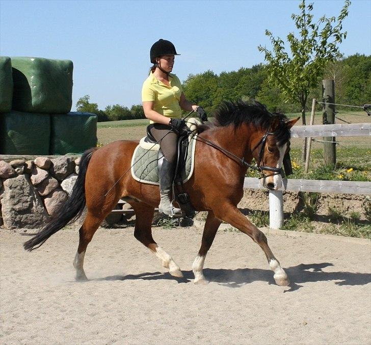 New Forest Feldholm's Ronaldo SOLGT billede 7