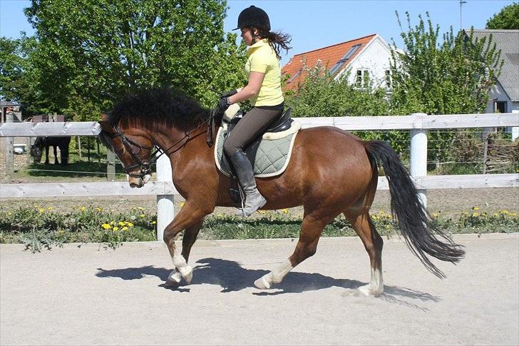 New Forest Feldholm's Ronaldo SOLGT billede 8