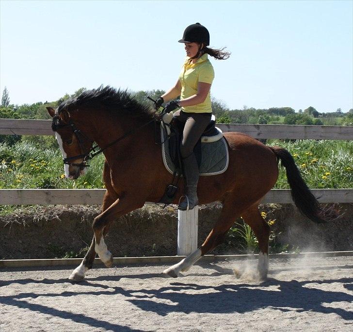 New Forest Feldholm's Ronaldo SOLGT billede 9