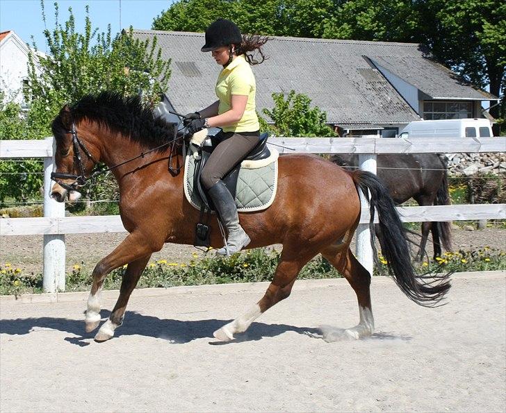 New Forest Feldholm's Ronaldo SOLGT billede 10