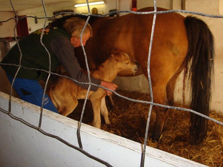 Anden særlig race Frydenhøjs Moondancer  billede 2