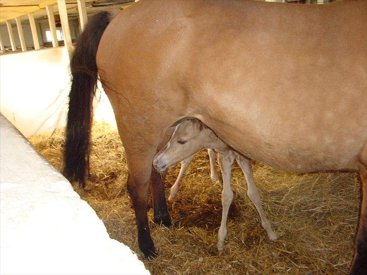 Anden særlig race Frydenhøjs Moondancer  billede 3