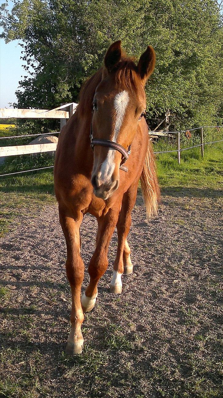 Dansk Varmblod /Oldenborg Safir - Er fra idag D 08-05-2011 Og er er hun 1 år billede 9