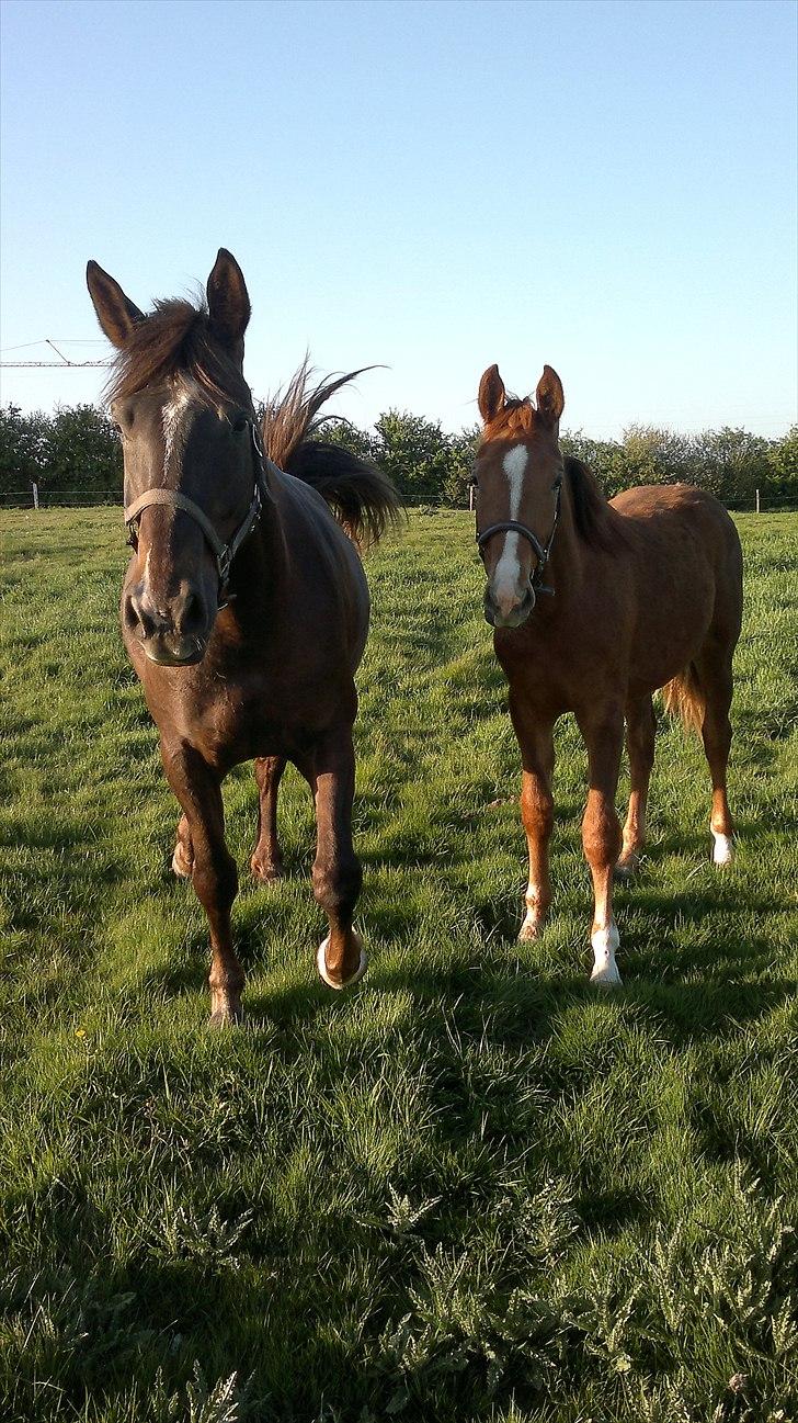 Dansk Varmblod /Oldenborg Safir - Er fra idag D 08-05-2011 Safir sammen med sin mor Sonny. Og her er hun 1 år  billede 10