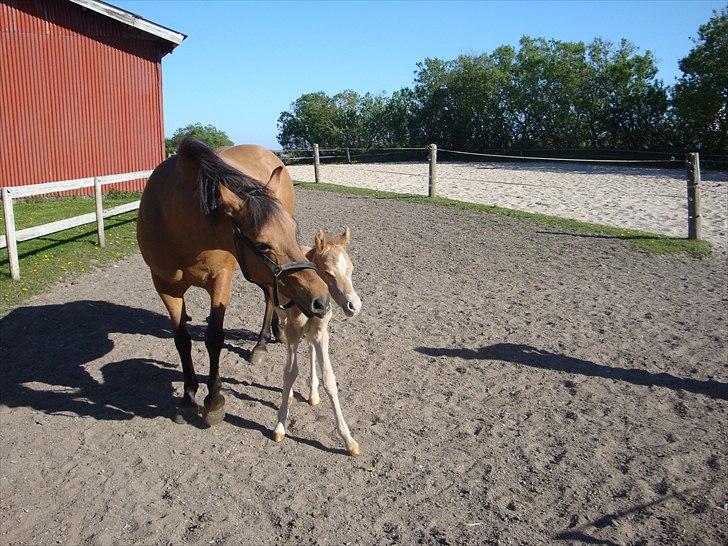 Anden særlig race Frydenhøjs Moondancer  billede 5