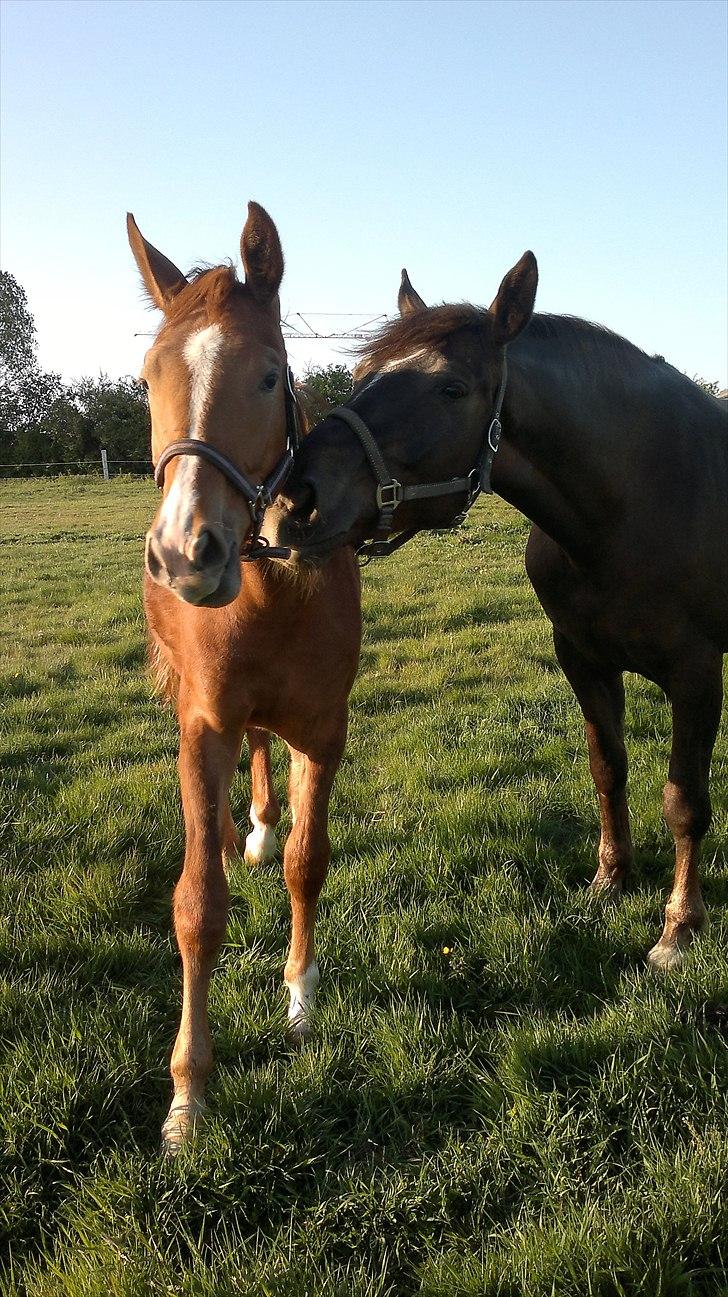 Dansk Varmblod /Oldenborg Safir - Er fra idag D 08-05-2011 Safir sammen med sin mor Sonny. Og her er hun 1 år  billede 11