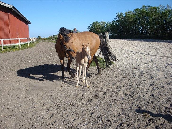 Anden særlig race Frydenhøjs Moondancer  billede 6