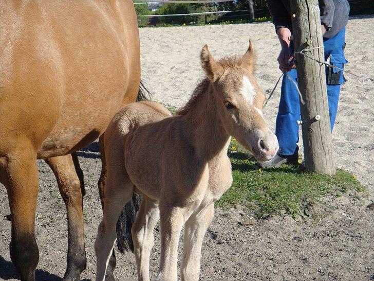 Anden særlig race Frydenhøjs Moondancer  billede 7