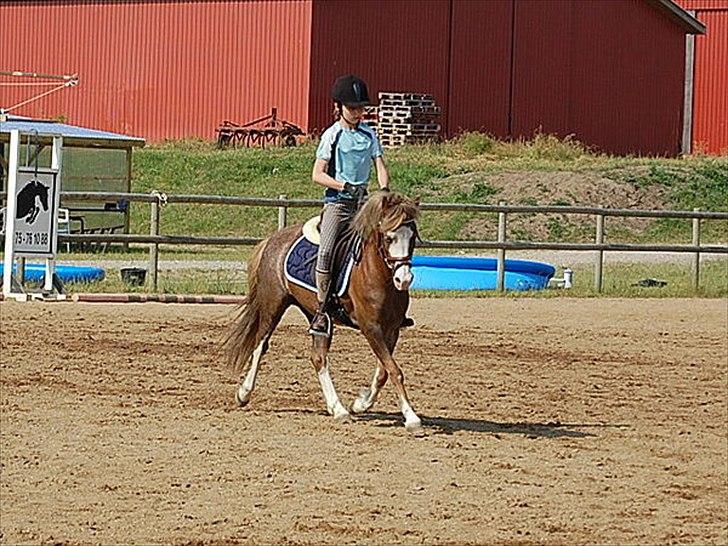 Welsh Mountain (sec A) Waterland`s Pucahontas SOLGT:`( - På ridelejr i vestbirk 2010 billede 2