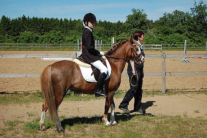 Welsh Mountain (sec A) Waterland`s Pucahontas SOLGT:`( billede 10