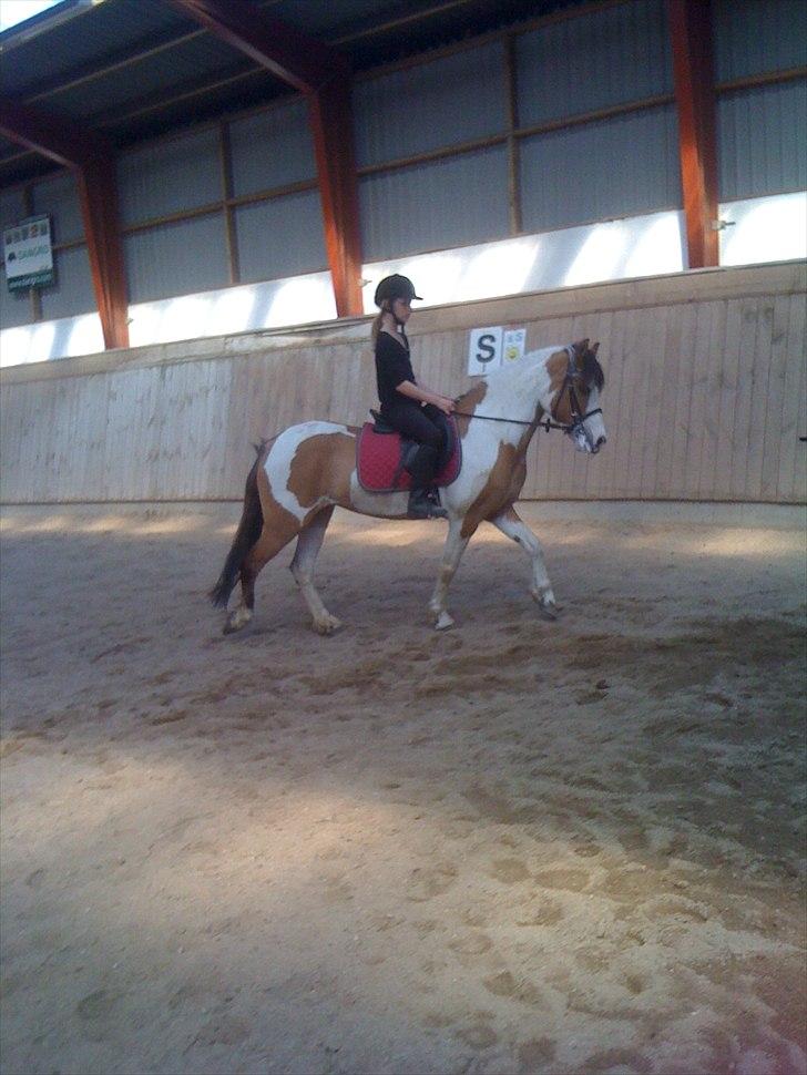 Anden særlig race Hedegårdens Savannah<3my soulmate<3I miss you babe - du er så dygtigt ;D <3 billede 2