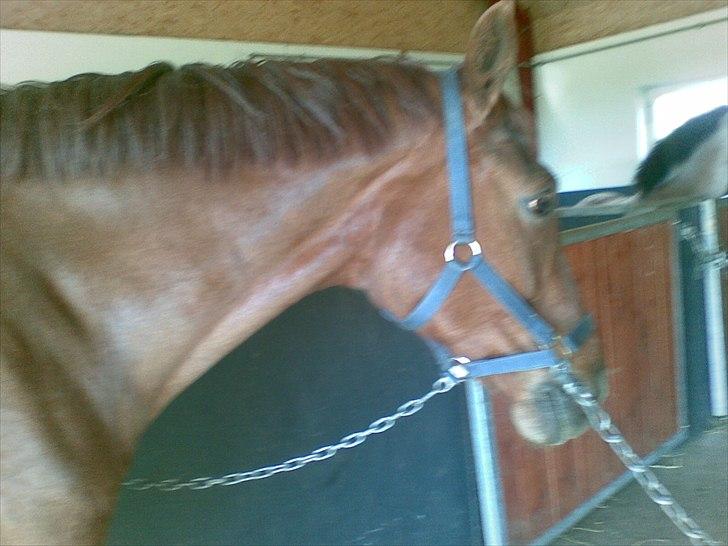 Hollandsk Varmblod | Lariemke | billede 3