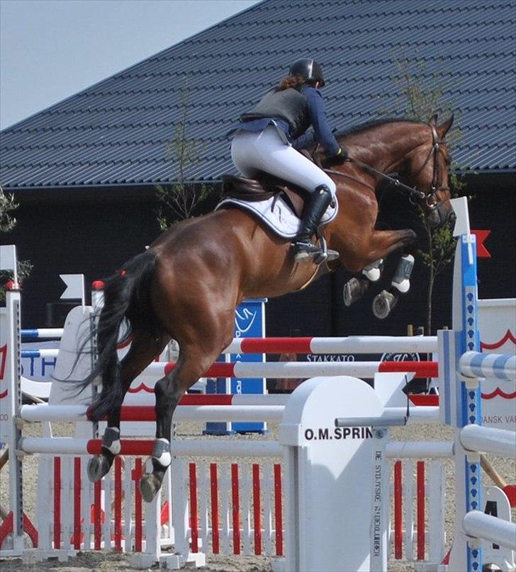 Svensk Varmblod - Lord Nelson (SWB) - DM 2011 - U18 140cm billede 6