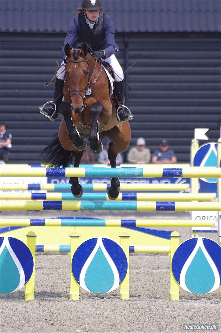 Svensk Varmblod - Lord Nelson (SWB) - DM 2011 - U18 140cm billede 7