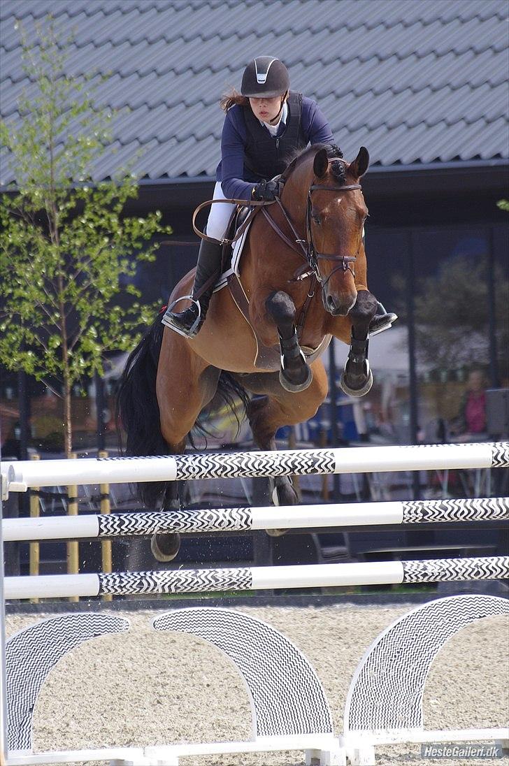 Svensk Varmblod - Lord Nelson (SWB) - DM 2011 - U18 140cm billede 8