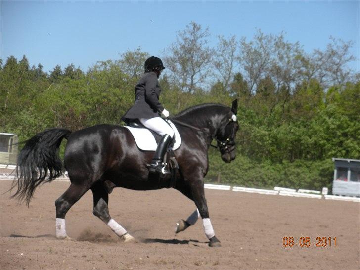 Oldenborg Willi - Stævne i Kragelund 8 maj 2011  billede 19