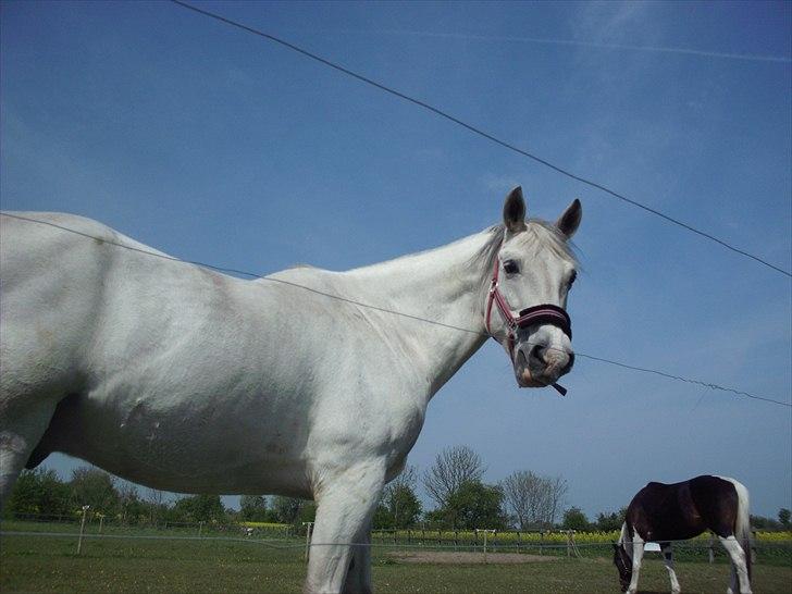 Anden særlig race Bolero (opsagt) - på mark med de andre gutter :) billede 12