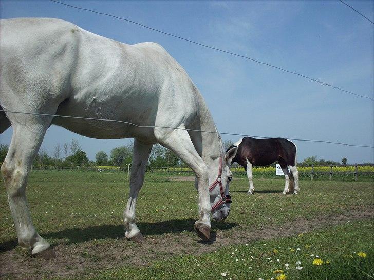 Anden særlig race Bolero (opsagt) - spiser græs.. billede 14