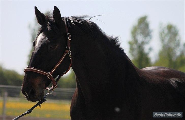 Dansk Varmblod Le-Meilleur [Lør] - Foto: Simone billede 6