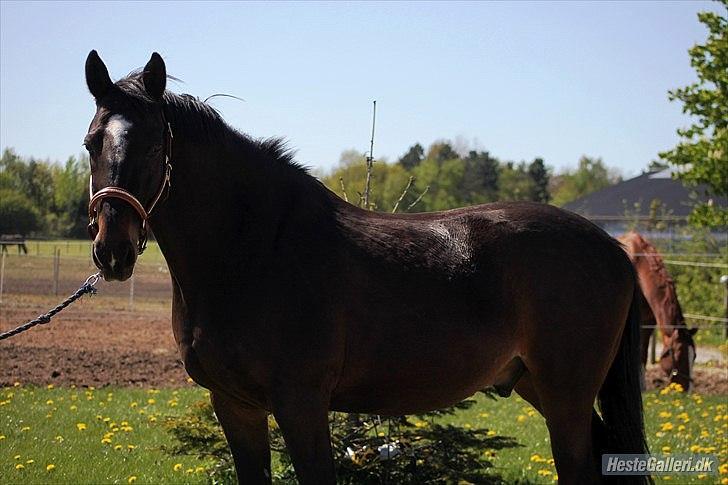 Dansk Varmblod Le-Meilleur [Lør] - Foto: Simone billede 7