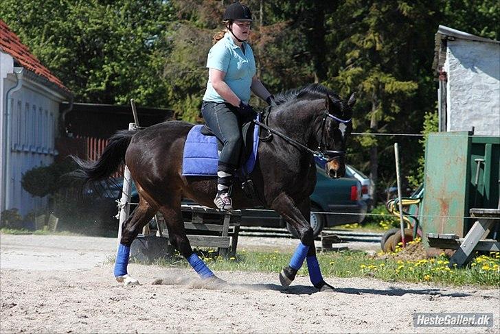 Dansk Varmblod Le-Meilleur [Lør] - Foto: Simone billede 8