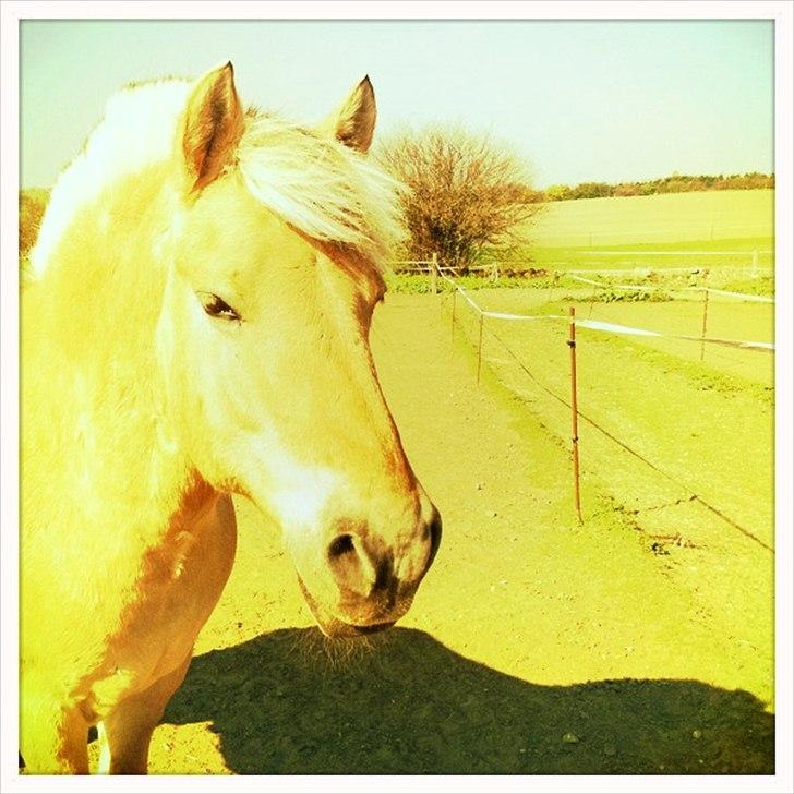 Fjordhest Grisling billede 20