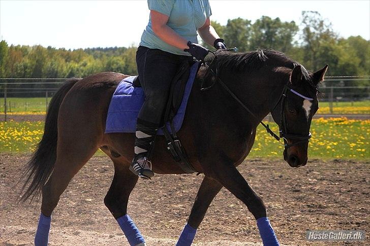 Dansk Varmblod Le-Meilleur [Lør] - Foto: Simone billede 9