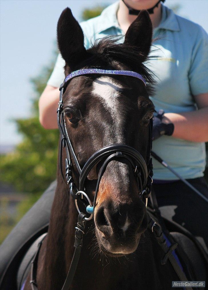 Dansk Varmblod Le-Meilleur [Lør] - Foto: Simone billede 10