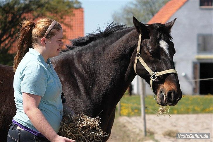 Dansk Varmblod Le-Meilleur [Lør] - Foto: Simone billede 11