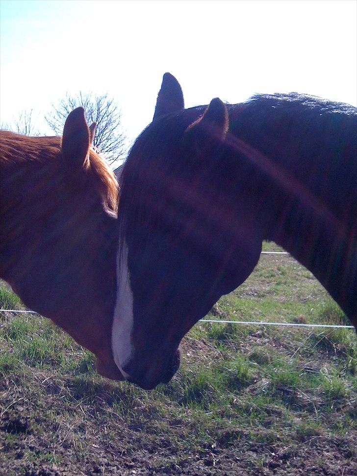 Pinto Scheel´s Samurai - Turtel duerne  ;)) billede 3