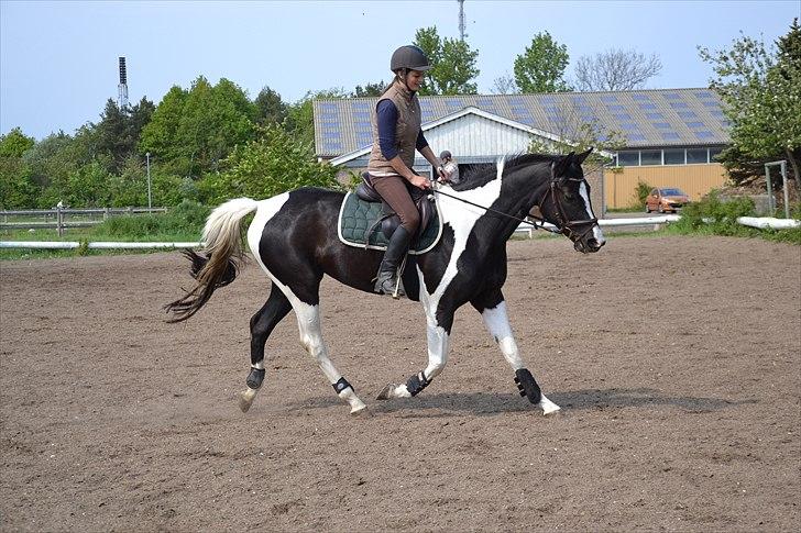 Pinto Samina á Godthaab - 14. maj :)  billede 4