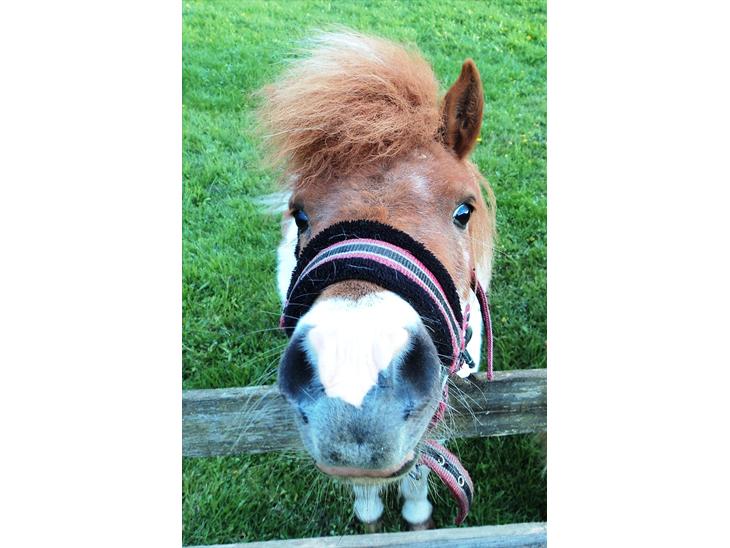 {{currentPhoto.altText}} billede {{currentPhoto.number}}