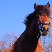 Islænder Naggur Fra Nordgården *Død*