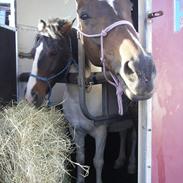 Anden særlig race Blanquita