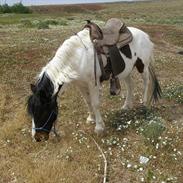 Anden særlig race Blanquita