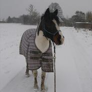 Anden særlig race Blanquita