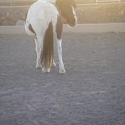 Anden særlig race Blanquita