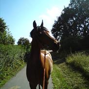 Anden særlig race Frk.Smilla *solgt*