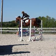 Arabisk fuldblod (OX) La Fayett ox (Bamse) 