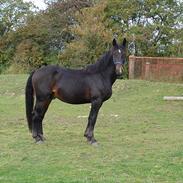 Oldenborg Santo af Hedegaard