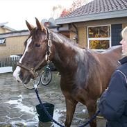 DSP Møgelholts Cartier *R.I.P* Savnet <3